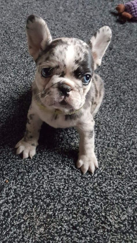 Absolutely beautiful female french bulldog merle Blue Merle Frenchie, Merle French Bulldog Puppy, French Bulldog Merle, Blue Merle French Bulldog, Merle Frenchie, Frenchie Bulldog Puppy, Female French Bulldog, Merle French Bulldog, French Bulldog Breed