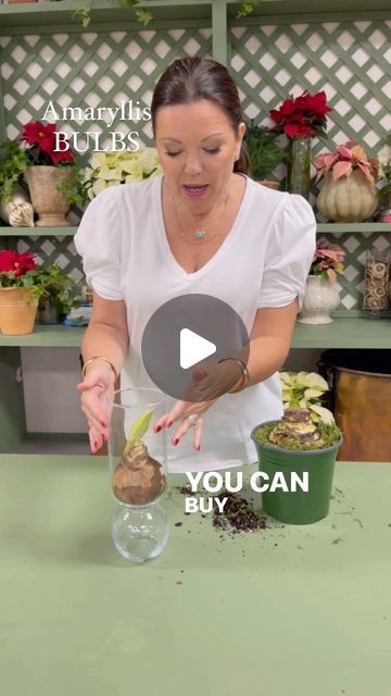 Carmen Johnston Gardens on Instagram: "Two of my favorite ways to grow amaryllis bulbs🎄" How To Get An Amaryllis To Rebloom, Amaryllis Bulbs Christmas, Waxing Amaryllis Bulbs, How To Wax Amaryllis Bulbs, Amaryllis Bulbs In Glass Containers, Waxed Amaryllis Bulbs Diy, Amaryllis Arrangement, Amaryllis Care, Amaryllis Christmas