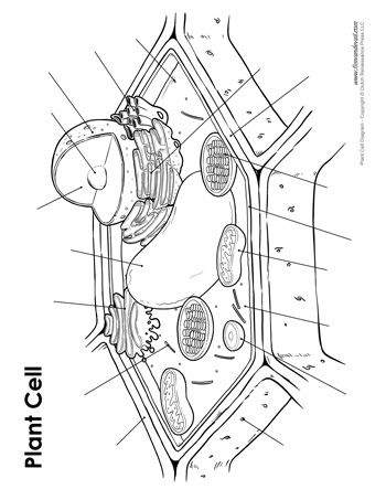 Vacuole Drawing, Plant Cell Drawing, Plant Cell Labeled, Plant Cell Diagram, Human Body Worksheets, Cell Diagram, Science Diagrams, Science Printables, Cells Worksheet