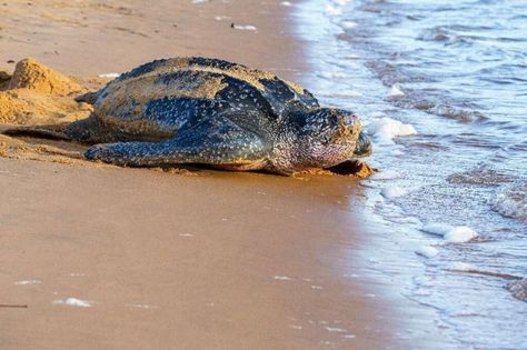 Sea Turtle Nest, Turtle Hatching, Thai Beach, Marine Turtle, Cape Hatteras National Seashore, Ocracoke Island, Animal Species, Sea Turtles, Endangered Species