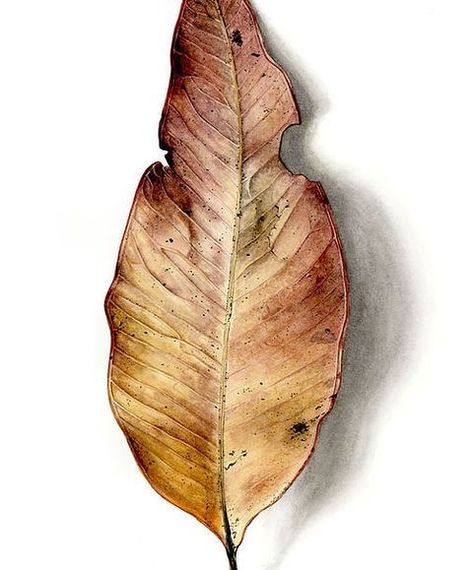 Leaves Drawing, Leaf Watercolor, Watercolour Inspiration, Leaf Drawing, 수채화 그림, Botanical Painting, Botanical Watercolor, Watercolor Leaves, Drawing Pencil