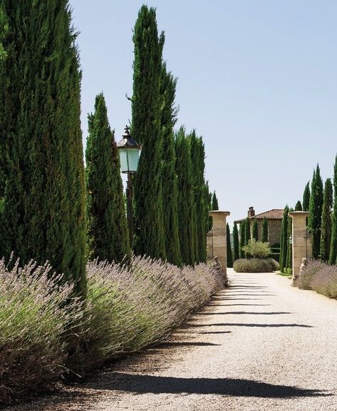 Tuscan Garden Design, Tuscan Landscape Design, Modern Italian Villa, Italian Cypress Trees, Mediterranean Garden Design, Villa Toscana, Italian Cypress, Japanese Garden Landscape, Walkway Landscaping