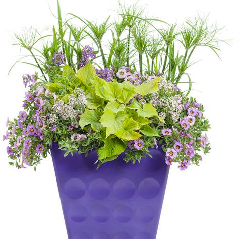 Just add color - Purple one | Proven Winners Prince Tut Grass Planters, Thrill Fill Spill Combinations, Proven Winners Containers, Deck Flowers, Container Recipes, Mary's Garden, Cyperus Papyrus, Small Garden Plans, Egyptian Papyrus