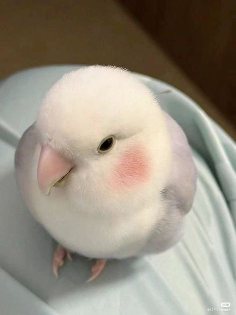 Love Birds Pet, Birds Pet, ليلو وستيتش, Cute Small Animals, Cute Animals Puppies, Super Cute Animals, Funny Birds, Cute Animals Images, Pretty Animals