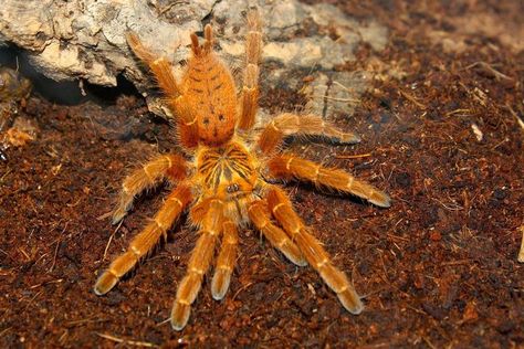 Orange Baboon Tarantula (Pterinochilus murinus) 🕷 Orange Spider, Cool Bugs, Baboon, Neon Orange, Orange