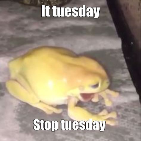 Frog Days Of The Week Meme, It Is Tuesday Frog, It's Tuesday, Frog Meme, Frog Pictures, Funny Frogs, Frog And Toad, Funny Reaction Pictures, Wholesome Memes