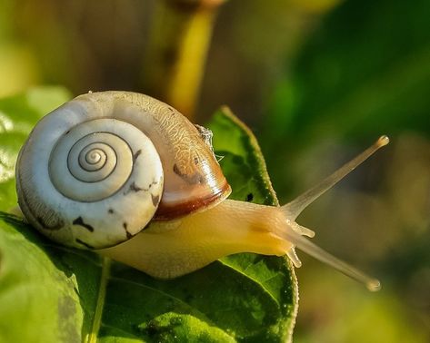 What Do Snails Eat, Snail Image, Garden Snails, Aquarium Snails, Snail Tattoo, Getting Rid Of Slugs, Apple Snail, Snails In Garden, Composting At Home