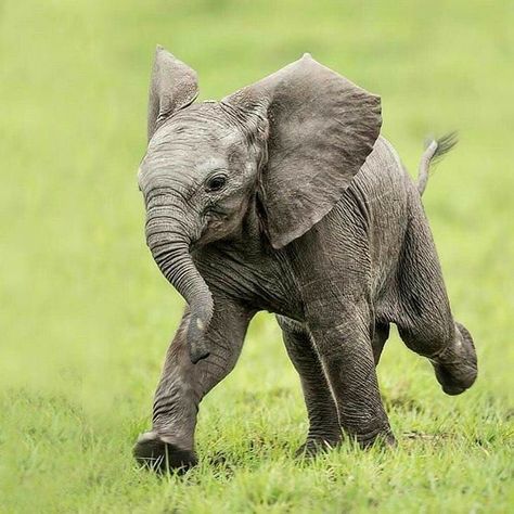 Elephant Pictures, Elephants Photos, Big Animals, Elephant Lover, Elephant Love, African Elephant, An Elephant, African Animals