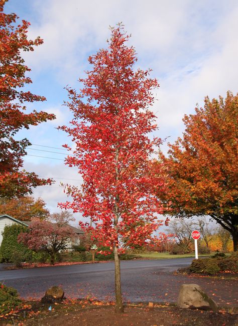 Black Tupelo Tree, Nyssa Sylvatica, Backyard Corner, Serbian Spruce, Kentucky Coffee Tree, Blue Atlas Cedar, Tupelo Tree, Red Oak Tree, Fringe Tree