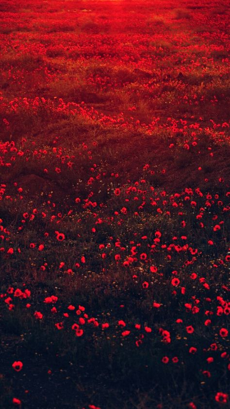 Whatsapp Wallpaper, Seeing Red, Calligraphy Painting, Arte Inspo, Beautiful Nature Wallpaper, Red Wallpaper, Red Aesthetic, Poppy Flower, Flower Images