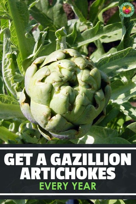 Growing Artichokes Plants, Grow Artichoke, Artichoke Growing, Artichoke Plant, Growing Artichokes, Farm Plants, Epic Gardening, Artichoke Plants, Companion Gardening