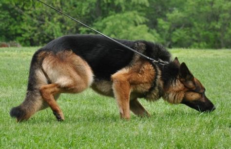 German Shepherd Training, Trail Dog, Search And Rescue Dogs, K9 Training, Police Dog, Police K9, Famous Dogs, German Shorthaired Pointer, Popular Dog