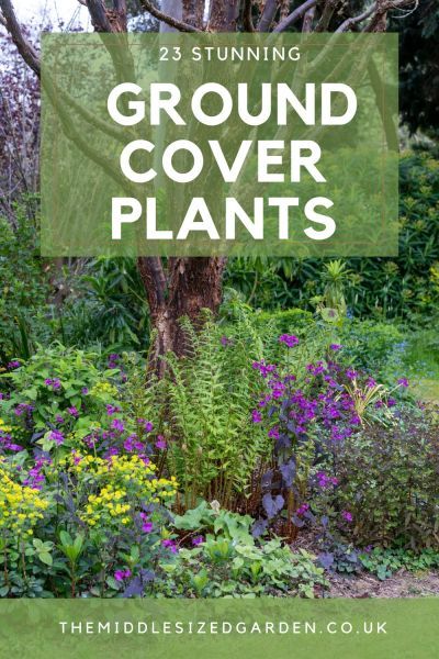 23 brilliant ground cover plants Woodland Garden Plants, Fast Growing Ground Cover, Ground Cover For Shade, Low Growing Ground Cover, Shade Garden Design, Plants Uk, Woodland Plants, Jungle Gardens, Ground Covers