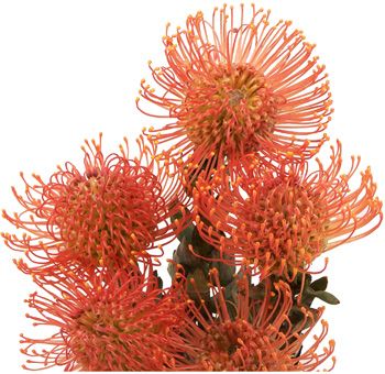 Orange pincushions: all year  $$$ Protea Plant, Tropical Flower Arrangements, Protea Flower, Burgundy Flowers, Flower Names, Wholesale Flowers, Flowers Online, Pin Cushion, Plant Sale