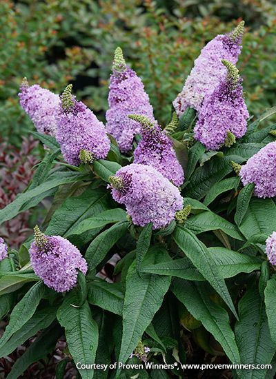 Amethyst Butterfly, Buddleja Davidii, Hydrangea Arborescens, Dark Purple Flowers, Perennial Shrubs, Garden Decor Items, Plant Guide, Proven Winners, Butterfly Bush