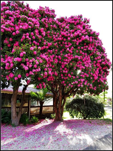 Handsome pink Rhododendron tree at Marysville | Handsome pin… | Flickr Spring Landscape, Unique Trees, Colorful Trees, Nature Tree, Beautiful Rose Flowers, Garden Trees, Flowering Trees, Landscape Wallpaper, Beautiful Tree