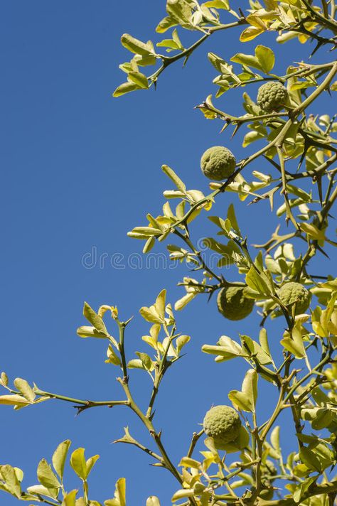 Bergamot Orange Tree With Fruits And Leaves Stock Photo - Image of ingredient, bergamot: 77492266 Bergamot Aesthetic, Bergamot Plant, Bergamot Orange, Wild Forest, Blue Sky Background, Orange Tree, Botanical Drawings, Delicate Flower, Art Inspo