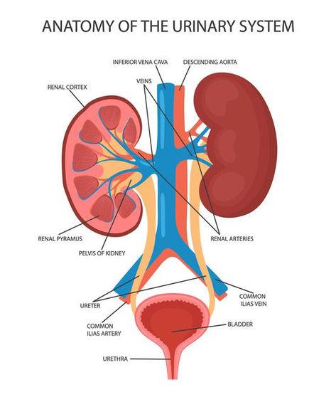 Bladder Anatomy, Urinary System Anatomy, Human Kidney, Brain Illustration, Urinary System, Human Body Organs, Arteries And Veins, Female Reproductive System, Human Body Anatomy