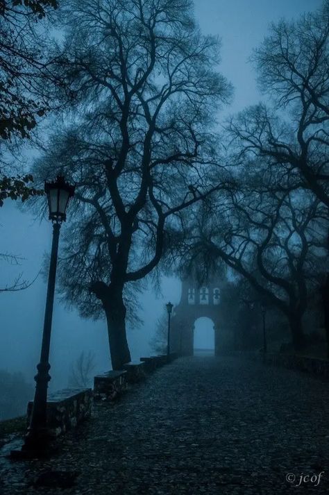 Night Trees, Dark Naturalism, Ravenclaw Aesthetic, Andalusia Spain, Dark Paradise, Street Lights, Have Inspiration, Gothic Aesthetic, Dark Places