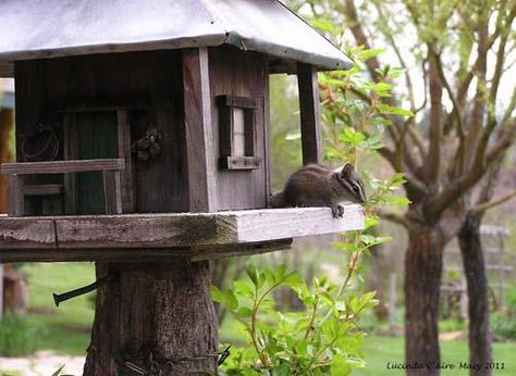 Chipmunk House, Nest Box, Crazy Stuff, Slide Show, Nesting Boxes, Fairy Houses, Gardening For Kids, Wild Life, Patio Ideas