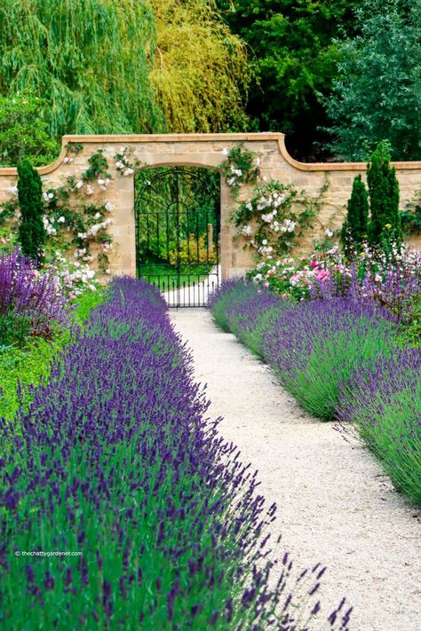 The Chatty Gardener on Twitter: "Is there anything more romantic than a mix of lavender and roses? This is a beautiful #Blockley garden that I feature in this month's @cotswoldlife Available now in print and online. Colebrook House opens for @Glosngs #gardening @NGSOpenGardens… https://t.co/y71evTHboQ" English Lavender Garden, Roses And Lavender Garden Front Yards, White Rose And Lavender Garden, Purple Pink Garden, Rose And Lavender Garden Bed, Lavender And Roses, Gardening Notes, Cotswold Stone Wall Garden, Retreat Centre