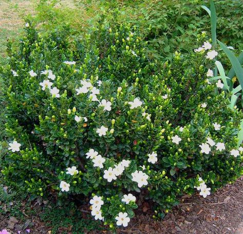 Everblooming gardenia veitchii Gardenia Veitchii, Everblooming Gardenia, Front Yard Planters, Growing Gardenias, Gardenia Bush, Gardenia Plant, Cedar Raised Garden Beds, Backyard Plants, Landscaping Tips