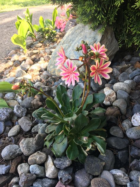 Lewisia Cotyledon “Sunset Series”. Rock garden. Drought resistant. Evergreen plant. Rockery Plants Uk, Euphorbia Lactea Cristata, Australian Rock Orchids, Lewisia Cotyledon, Callisia Pink Lady, Native Gardens, Potager Garden, Drought Resistant, Evergreen Plants