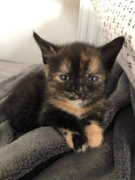 Tortoise Shell Kitten, Tortoiseshell Cats, Tortie Cat, Tortoiseshell Cat, Calico Cats, Tortoise Cat, Tortoise Shell Cat, Söt Katt, Kittens And Puppies