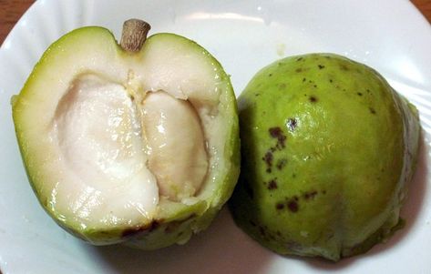 White Sapote fruit - Casimiroa edulis Fruits Name With Picture, White Sapote, Fruit Names, Fruit List, Custard Desserts, Fruit Picture, Fruits Images, Wild Edibles, Growing Seeds