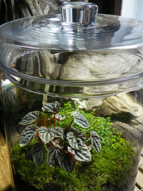 An apothecary jar with peperomia, moss, baby's tears and sunlight. This site is all about terrariums Terrarium Garden, Indoor Plants Styling, Beautiful Terrariums, Miniature Gardens, Indoor Plant Care, Indoor Design, Garden Terrarium, Plant Decor Indoor, Plant Stand Indoor