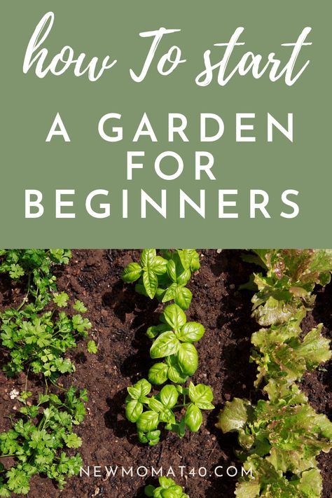 Starting A Garden For Beginners, Messy Garden, Starter Garden, Small Garden Layout, Garden For Beginners, Plant Home Decor, Start A Garden, Gardening Planting, Vegetable Garden Raised Beds