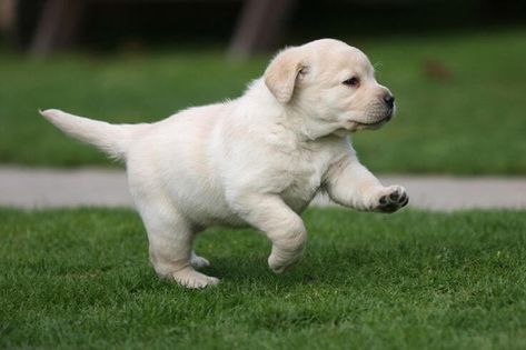 Important Labrador Information Labrador Puppy Training, Labrador Puppies For Sale, Labrador Retriever Training, Yellow Labs, Lab Dogs, Labrador Retriever Puppies, Cute Puppy Videos, Labrador Retrievers, Lab Puppies