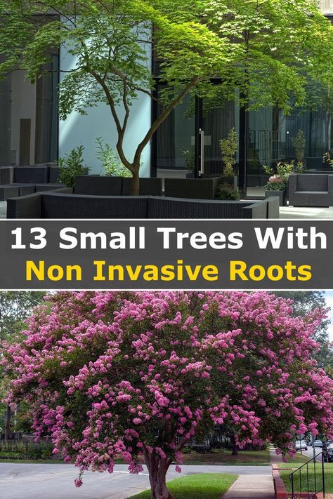 Trees With Non Invasive Roots, Small Landscape Trees, Cerca Natural, Landscaping Trees, Front Yard Garden Design, Garden Wallpaper, Casa Exterior, Have Inspiration, Home Landscaping