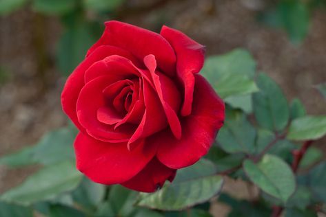 Rose Reference, Fragrant Garden, Rose Seeds, Blooming Garden, Real Rose, Red Rose Flower, Garden Rose, Hybrid Tea Roses, Planting Roses