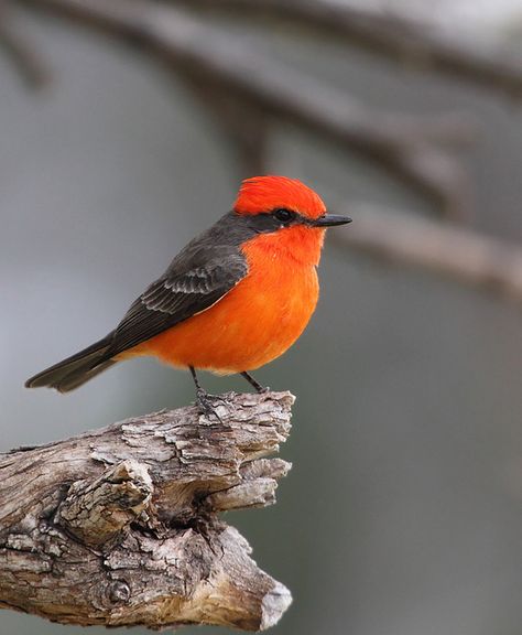 Vermilion Flycatcher. Last spring I said I wanted to see this bird. Couple of months later, I saw one. Gorgeous! Vermilion Flycatcher, Bird Sitting, Image Nature, Kinds Of Birds, Bird Watcher, Birds And Butterflies, Nature Birds, Backyard Birds, Bird Pictures