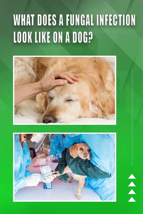 What Does A Fungal Infection Look Like On A Dog? Dog Sick, Worms In Dogs, Just Tired, Sick Dog, Feeling Well, Under The Weather, Dog Nutrition, About Dogs, Dog Books