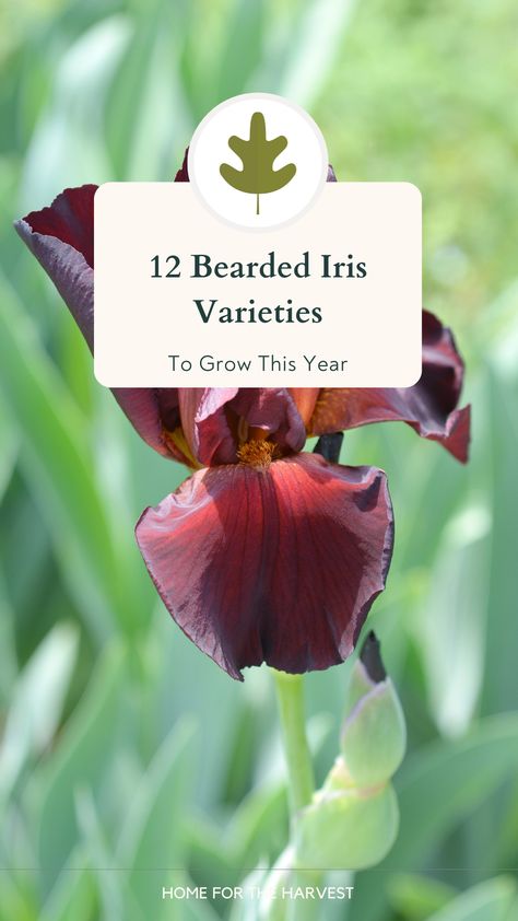 If you are looking for bearded irises with character and color, this is the list for you. There are so many bearded irises on the market and you can’t go wrong with any of them. The bearded iris is a beloved plant that comes in numerous colors and sizes. Take a look at the options below and choose some of your favorites to add to your garden. Some are dwarf bearded iris varieties and others grow to about three feet tall. Iris Varieties, Cold Climate Gardening, Growing Food Indoors, White Iris, Organic Soil, Pollinator Garden, Bearded Iris, Organic Gardening Tips, Edible Plants