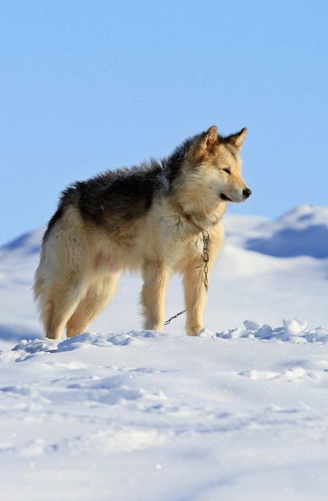 Canadian Inuit Dog, Sled Dogs Aesthetic, Sled Dog, Sled Dogs, Northern Inuit Dog, Italian Dogs, Greenland Dog, Outside Dogs, Every Dog Breed