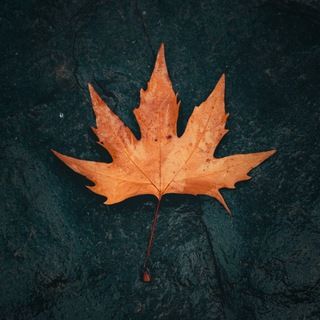 My autumn telegram channel Maple Leaf, Wallpapers, Iphone, Art