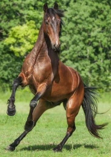 Throughbred Horses, Horse Rearing, Horse Anatomy, Horse Galloping, Horse Inspiration, Animal Study, Most Beautiful Horses, Brown Horse, All The Pretty Horses