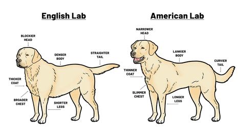 American Labrador Retriever, English Vs American, English Lab Puppies, American Labrador, Dog Infographic, English Lab, English Labrador, Dog Behaviorist, Dog Training Advice