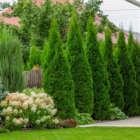 Emerald Green Thuja Arborvitaes for Sale – FastGrowingTrees.com Neighborhood Landscaping, Arborvitae Landscaping, Hedge Trees, Thuja Green Giant, Shrubs For Privacy, Emerald Green Arborvitae, Arborvitae Tree, Evergreen Hedge, Privacy Trees