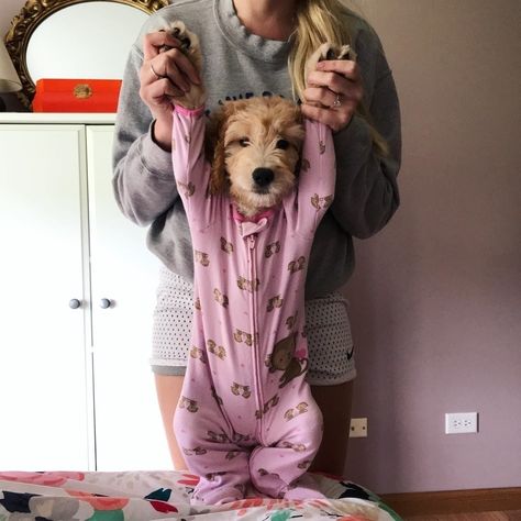 Goldendoodle Grooming, Puppies In Pajamas, Doodle Puppy, Portuguese Water Dog, Really Cute Dogs, Golden Doodle, Goldendoodle Puppy, Dog Eyes, Cute Pajamas