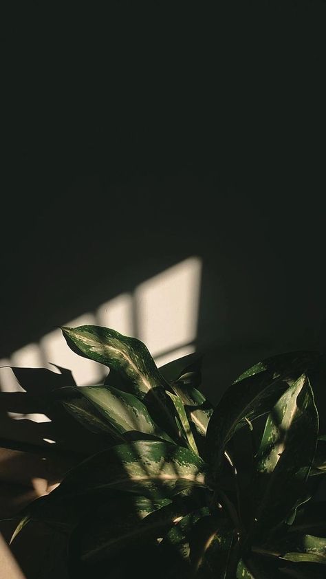 Greenery Wallpaper, Carcase Iphone, Sun Shadow, Phone Screen Wallpaper, Love Backgrounds, Instagram Graphic, Instagram Inspiration Posts, Sun Plants, Profile Pictures Instagram