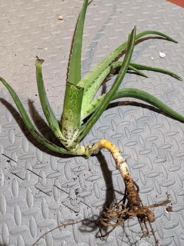 Crooked/twisting aloe plant in the Ask a Question forum - Garden.org Aloe Vera Plant Decor, Growing Sideways, Tassel Fern, Aloe Care, Animal Tips, Plant Goals, Ask A Question, Household Plants, Aloe Plant