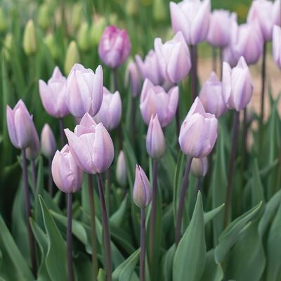 Silver Cloud Lilly Garden, Grace Farms, Trending Colors, Daffodil Bulbs, Parrot Tulips, Tulip Bulbs, Spring Flowering Bulbs, Flower Farmer, Soil Testing