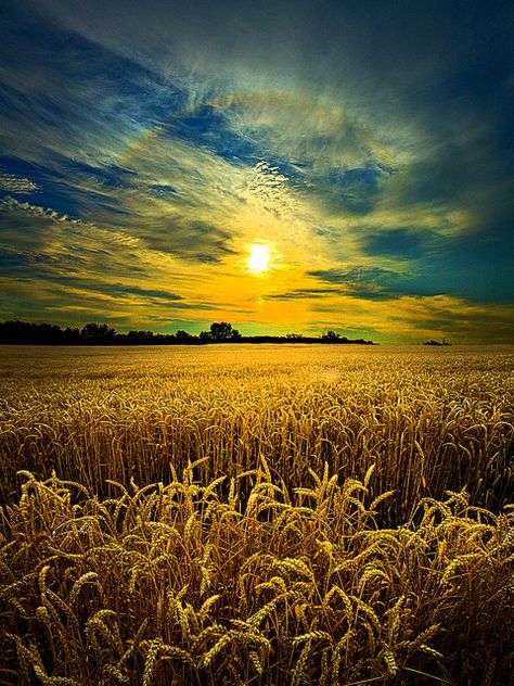 Wheat field before harvest; Saskatchewan, Canada. Check out the beautiful landscape of Canada with theculturetrip.com Canadian Prairies, Fields Of Gold, Image Nature, Wheat Field, Jolie Photo, Sky And Clouds, Beautiful Sunset, Beautiful Photography, Farm Life