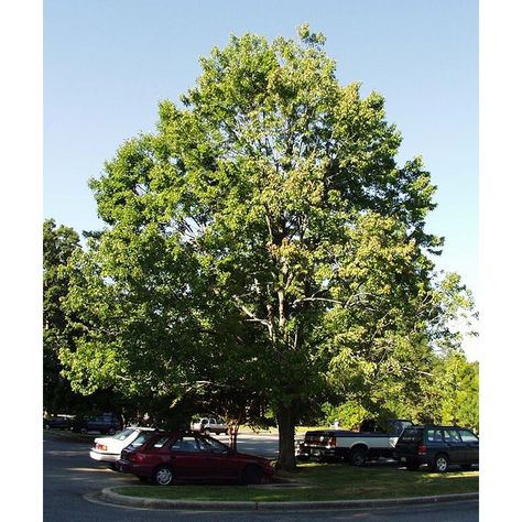 Acer rubrum 'October Glory' ® - Trees - Plant Type - Boething Treeland Farms Acer Rubrum, Late Autumn, Red Maple, Late Winter, Front Yard Garden, Types Of Plants, Early Spring, In Summer, A Tree