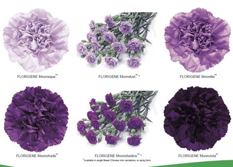 Genetically modified carnations and mini carnations from Florigene Carnation Wedding, Purple Carnations, Mini Carnations, Flower Chart, Flower Varieties, Flower Names, Garland Wedding, Biotechnology, Lavender Flowers