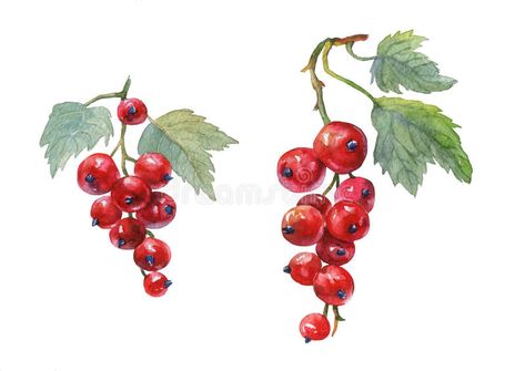 Red currant. Hand drawn watercolor painting royalty free illustration Berry Water, Mulberry Fruit, Animal Illustration Kids, Tea Illustration, Wreath Illustration, Red Currant, Fruit Illustration, Botanical Poster, Watercolor Paintings Tutorials